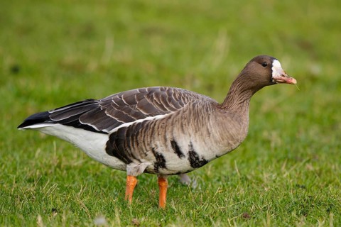 Greater White-fronted Goose (Anser albifrons) foraging, North Rhine-Westphalia, Germany