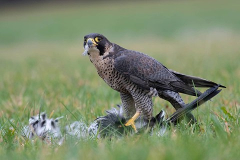 Peregrine Falcon (Falco peregrinus) captive, with prey, Saxony, Germany