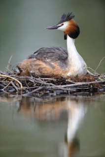 Great Crested Grebe (Podiceps cristatus) nest, Lower Saxony, Germany