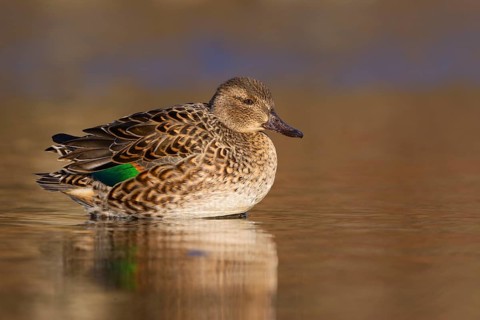 Green-winged Teal (Anas carolinensis) female, British Columbia, Canada