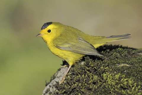 Wilson's Warbler (Cardellina pusilla), British Columbia, Canada