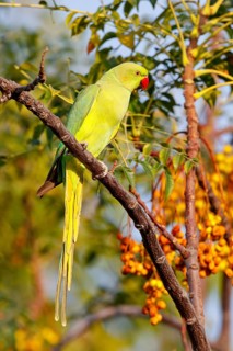 Collared Parakeet, (Psittacula krameri), Small Alexander Parakeet, parrot, parrot species, perch,