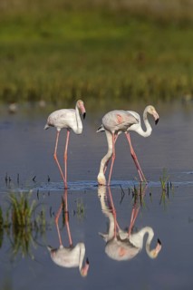 Pink flamingo, (Phoenicopterus ruber), Phoenicopterus roseus, animals, birds, flamingo, biotope,