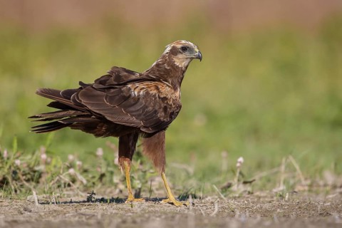 Western Marsh Harrier (Circus aeruginosus), Poland