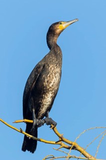 Cormorant, (Phalacrocorax carbo), animals, birds, family of cormorants, perch, Luisenpark,