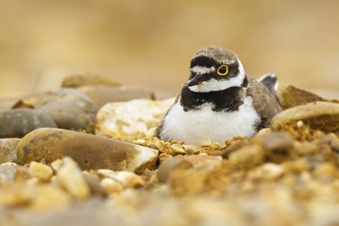 Little Ringed Plover (Charadrius dubius), Castile, Spain