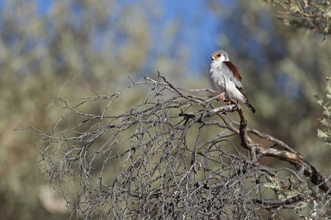 Pygmy Falcon (Polihierax semitorquatus) female, Northern Cape, South Africa