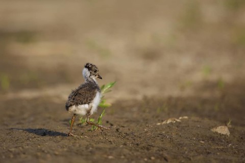 Northern Lapwing (Vanellus vanellus) chick, North Rhine-Westphalia, Germany