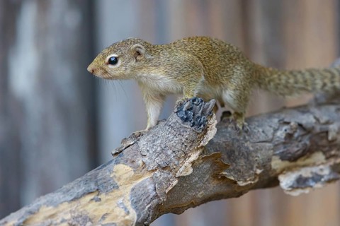 Grey-footed squirrel, gambian sun squirrel (Heliosciurus gambianus) Gambian sun squirrel, Balaba