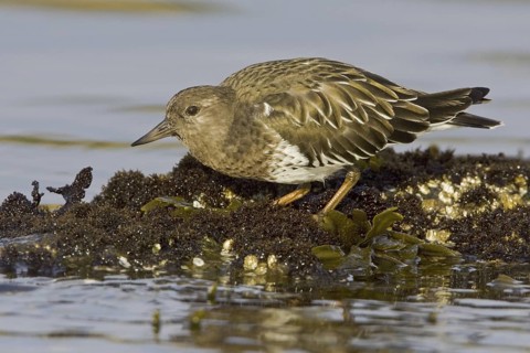 Black Turnstone (Arenaria melanocephala), British Columbia, Canada