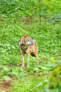 European gray wolf (Canis lupus lupus) in the forest, Germany