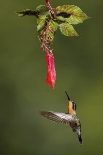 Purple-throated Mountaingem (Lampornis calolaemus) female flying while feeding at a flower, Bosque
