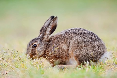 European hare (Lepus europaeus), young animal sitting in a meadow and eating grasses, North