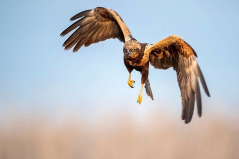 Western Marsh Harrier (Circus aeruginosus) male flying, Castile-La Mancha, Spain