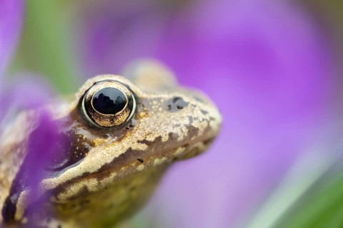 Common frog (Rana temporaria) adult amphibian amongst garden crocus flowers in spring, Suffolk,