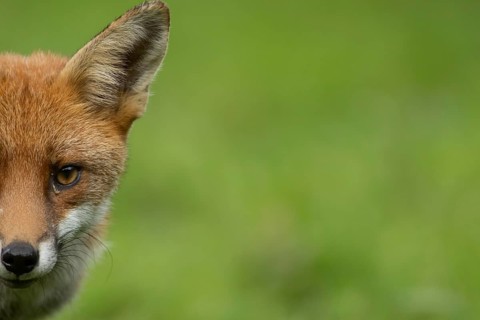 Red fox (Vulpes vulpes) adult animal head portrait, England, United Kingdom
