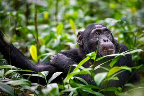 Animal portrait, chimpanzee (Pan Troglodytes) looking longingly, hopeful, adult male between leaves
