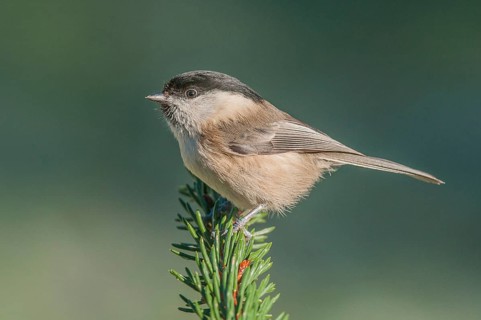 Swamp tit (Parus palustris) Marsh Tit • Baden-Württemberg, Germany, Baden-Württemberg, Federal