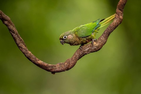 Maroon-bellied Parakeet (Pyrrhura frontalis) perched on a branch, Atlantic rainforest, Brazil