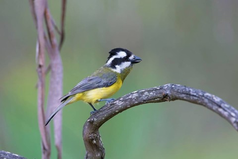 Crested Shriketit (Falcunculus frontatus) female, Victoria, Australia