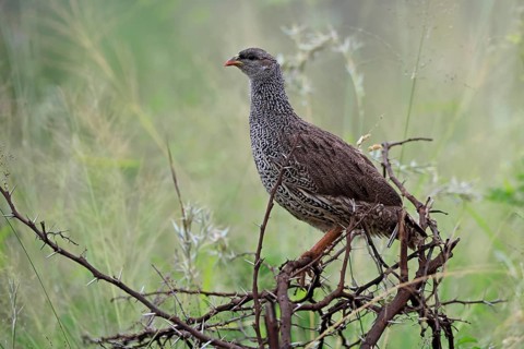 Natal Francolin (Pternistis natalensis), adult, perch, alert, Pilanesberg National Park, North West