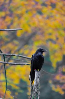 One common raven (Corvus corax) sits on a twig of a dead tree with fall foliage in the background