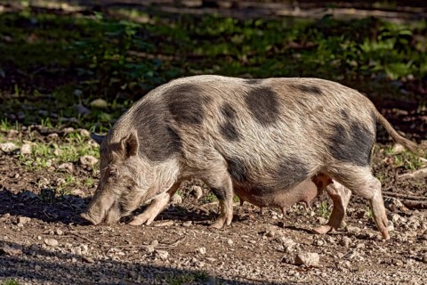 Pot-bellied pig (Sus scrofa f. domestica), female, sow, snuffling in dry stony ground, Poing