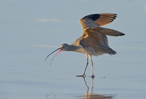 Long-billed Curlew (Numenius americanus) - Morro Bay, California