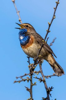 Bluethroat (Luscinia svecica cyanecula) male singing from branch, Mecklenburg-Western Pomerania,