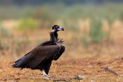 Cinereous Vulture, (Cinereous Vulture, Aegypius monachus), Animals, Birds, Sierra de San Pedro,