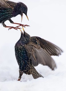 Starling (Sturnus vulgaris), close-up, two adult birds attacking each other in flight in an