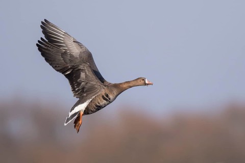 Greater White-fronted Goose (Anser albifrons) taking flight, North Rhine-Westphalia, Germany