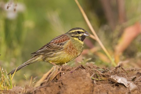 Cirl Bunting - Zaunammer - Emberiza cirlus, Germany, adult male