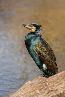 Great cormorant, Phalacrocorax carbo, sits on a branch