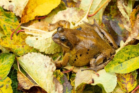 Common frog (Rana temporaria) adult amphibian on fallen autumn leaves in a garden, England, United