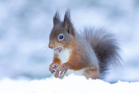 Red squirrel (Sciurus vulgaris) adult animal feeding on a nut in snow in winter, England, United