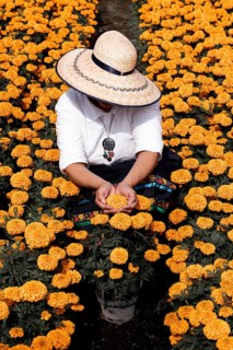 A woman tends to vibrant cempasuchil flowers in Xochimilco, Mexico, traditionally used in Day of