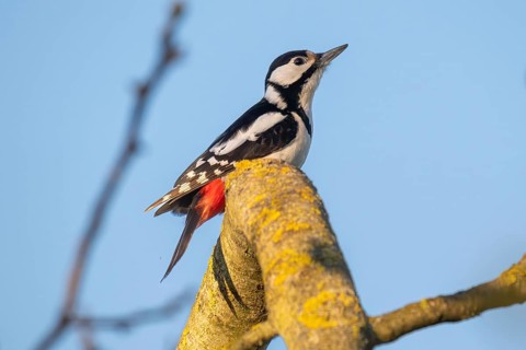 Great spotted woodpecker (Dendrocopos major) sitting on a branch in a walnut tree, evening light,