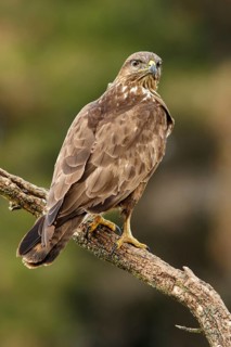 Common Buzzard (Buteo buteo), perched on a trunk, Castile and Leon, Spain