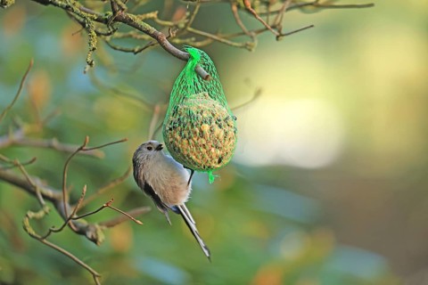 Long-tailed Tit (Aegithalos caudatus), hanging on a tit dumpling, Arnsberg, North Rhine-Westphalia,