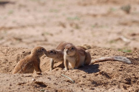 Cape ground squirrels (Xerus inauris), adult animals, at the burrow entrance, nose to nose, display
