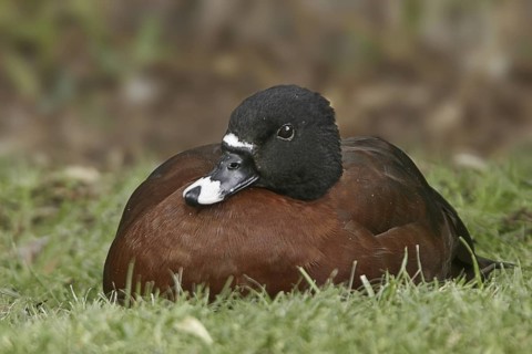 Hartlaub's Duck (Pteronetta hartlaubii), California, USA