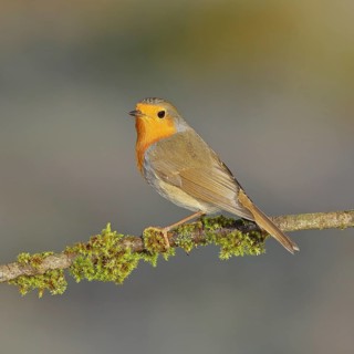 Robin (Erithacus rubecula) sitting on a branch, Wilnsdorf, North Rhine-Westphalia, Germany