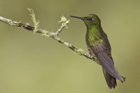 Buff-tailed Coronet (Boissonneaua flavescens), Ecuador