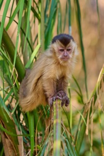 A capuchin monkey sits calmly on a bamboo trunk surrounded by leaves, capuchin monkey (Sapajus