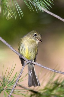 Cordilleran Flycatcher Empidonax occidentalis Chiricahua Mountains, Cochise County, ARIZONA, USA 6