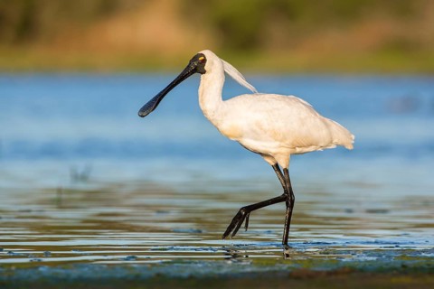 Royal Spoonbill (Platalea regia) foraging, Victoria, Australia