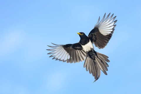 Yellow-billed Magpie (Pica nuttalli) flying, California, USA