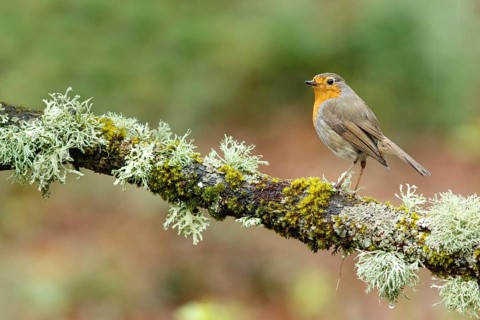 European Robin (erithacus rubecula), perched on a branch, Oviedo, Asturias, Spain