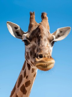 Giraffe at zoo safari Fasano, Italy